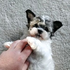 Meet your Posher, Holly